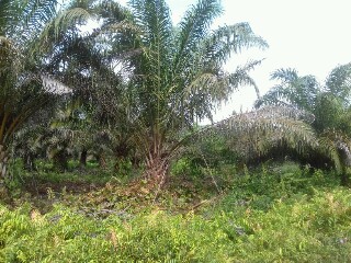 20160610_093531-320x240-1